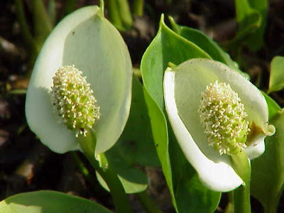 Calla palustris,
bog arum,
water arum,
water-dragon,
wild calla,
wild calla-lily