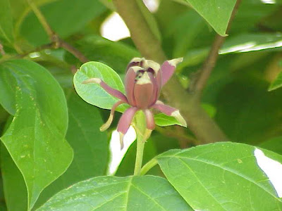 Eastern sweetshrub