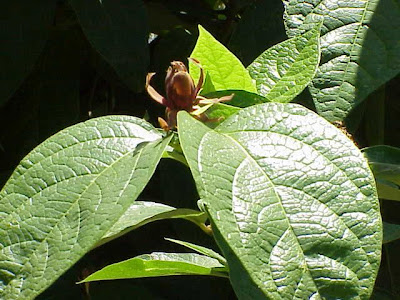 Eastern sweetshrub