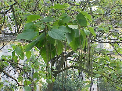 Common catalpa Common catalpa