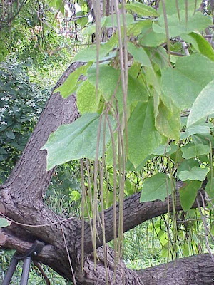 Common catalpa Common catalpa