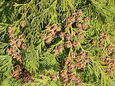 Lawson's-cypress Lawson's-cypress
