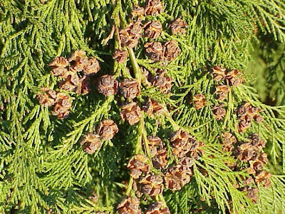 Lawson's-cypress Lawson's-cypress