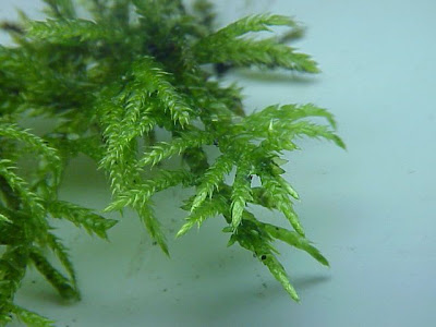 Cirriphyllum moss Cirriphyllum moss