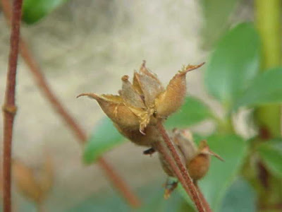 Laurel Leaved Cistus Laurel Leaved Cistus