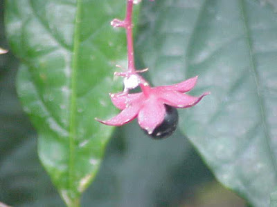 Chui mo li Chui mo li
