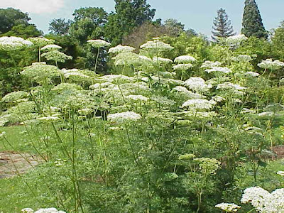 Cnidium silaifolium,
Carvifoglio dei boschi