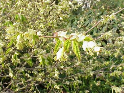 Buttercup winter-hazel