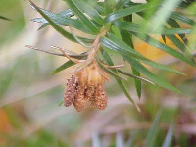 Common China Fir Common China Fir