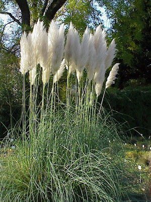 Capim-dos-pampas Capim-dos-pampas