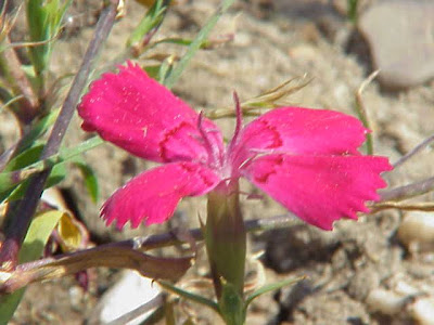 Maiden pink Maiden pink