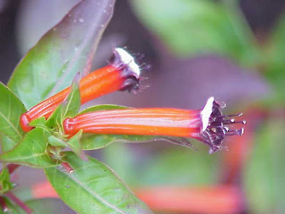 Cigar-flower Cigar-flower