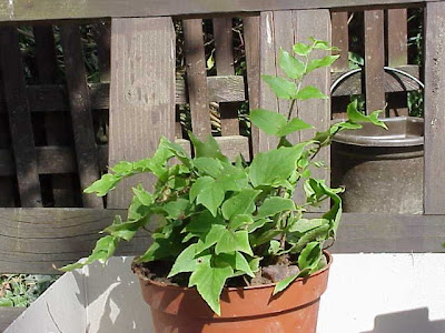 Cyrtomium fortunei J.Sm.