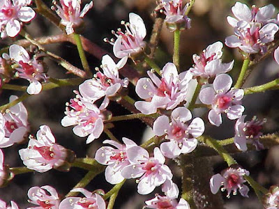 Indian rhubarb