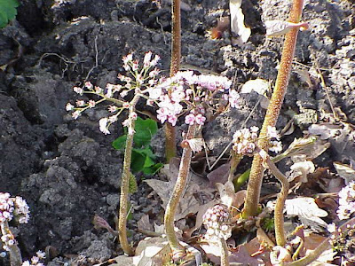 Indian rhubarb