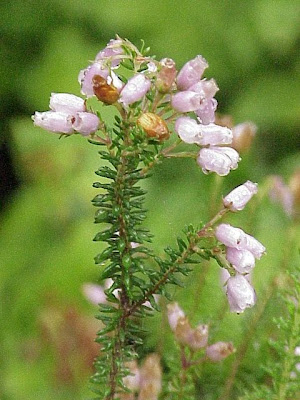 Corsican heath