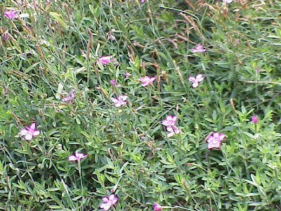 Maiden pink Maiden pink
