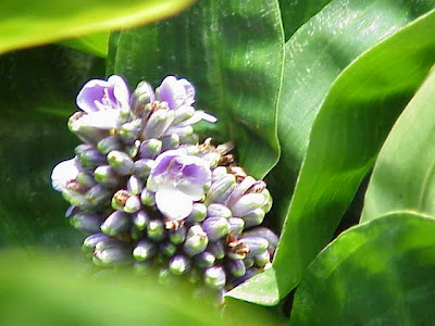 Queens Spiderwort