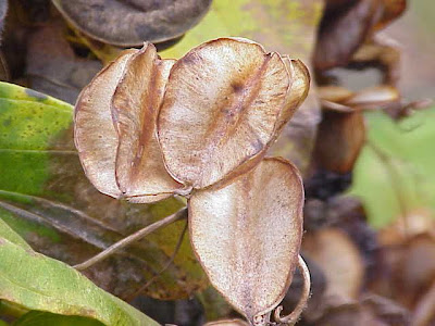 Balkan Yam Balkan Yam