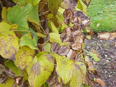 Balkan Yam Balkan Yam
