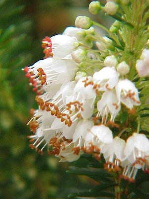 Cornish heath Cornish heath