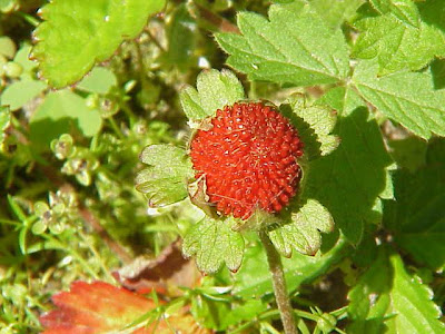 Fragola matta Fragola matta