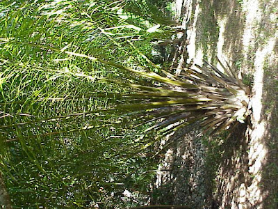 Dendê Dendê