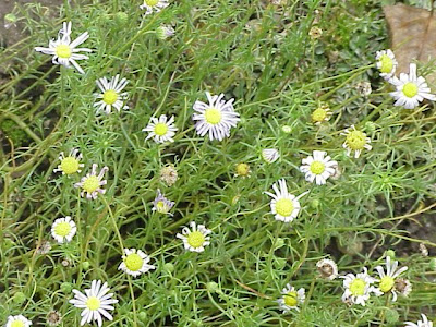 Felicia bergeriana,
kingfisher daisy