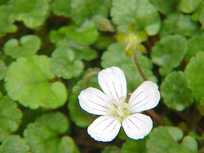 Alpine-geranium Alpine-geranium