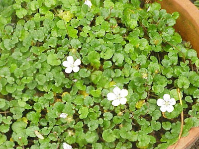 Alpine-geranium Alpine-geranium
