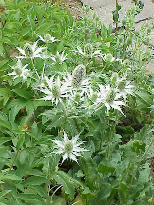 Tall Eryngo