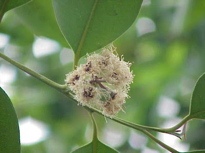Eucalyptus globulus Labill.