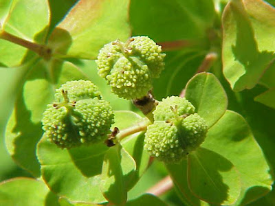Euphorbia palustris L.