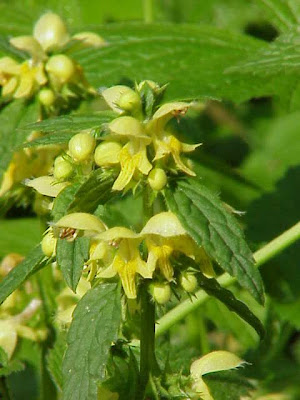 Galeobdolon luteum