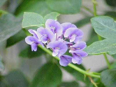 Coral-pea Coral-pea