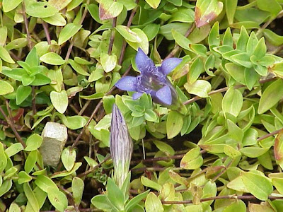 Crested gentian Crested gentian