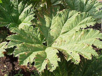 Chile Rhubarb Chile Rhubarb