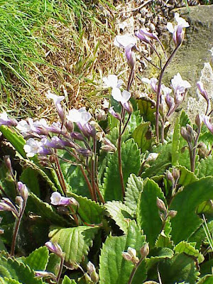 Haberlea rhodopensis