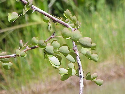 Haematoxylon campechianum