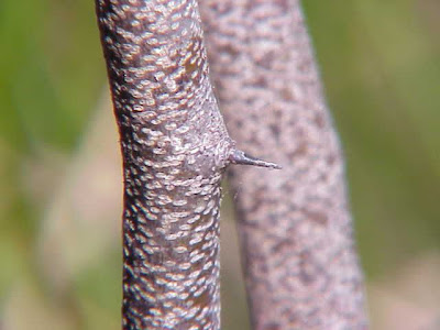 Haematoxylon campechianum