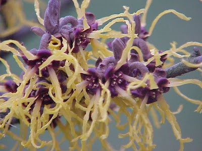 Japanese witch-hazel