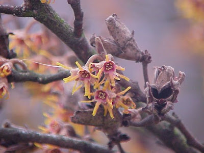 Ozark witch-hazel