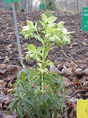 Helleborus foetidus L.