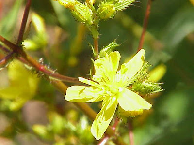 Erba di S.Giovanni tomentosa Erba di S.Giovanni tomentosa