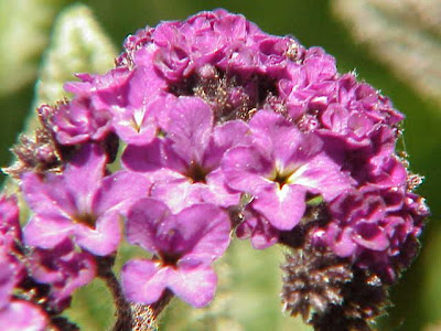 Heliotrope Heliotrope