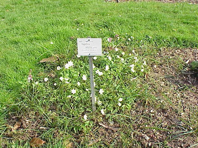 Hepatica nobilis Miller