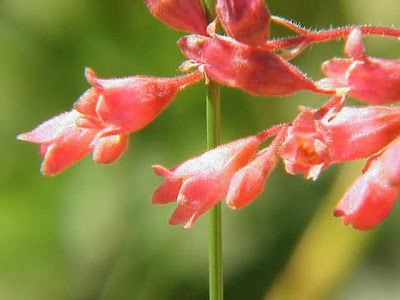 Coralbells Coralbells
