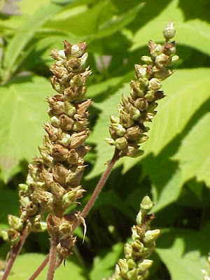 Alpine alumroot Alpine alumroot