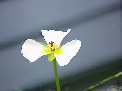 Waterpoppy Waterpoppy