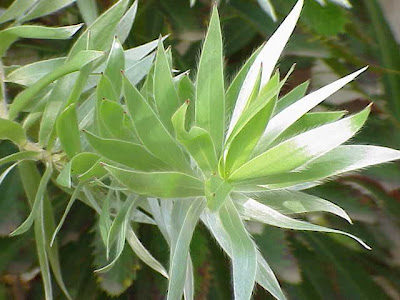Cape silver-tree Cape silver-tree